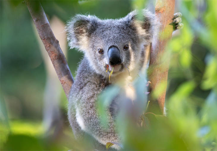 Koala Connections Koalas_0000_Pop