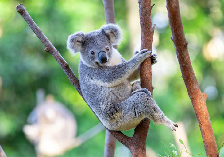 Koala Connections Koalas_0001_Rafiki