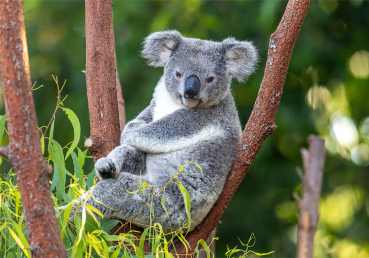 Koala Connections Koalas_0002_Ed