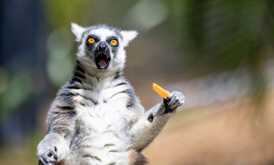 Lemur with mouth wide open and vibrant orange eyes looking at camera holding a sweet potato stick