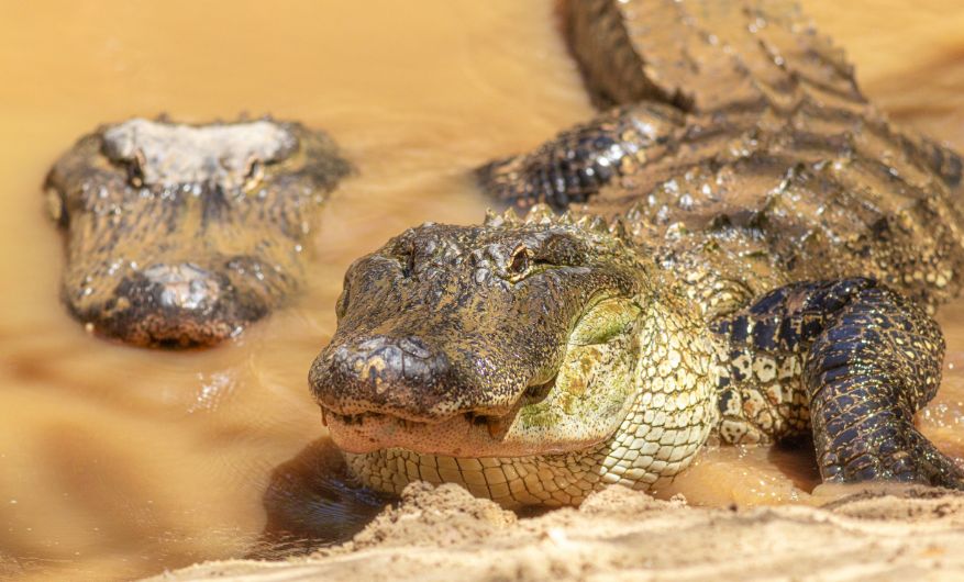 American Alligator emerging from water walking onto sand. A second American Alligator's head is emerging from the water next to it