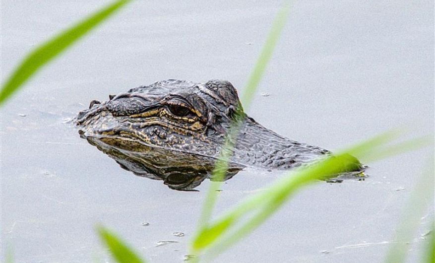 A head of an American Alligator peaking out of water, showing just the top of its snout, eyes and start of its back
