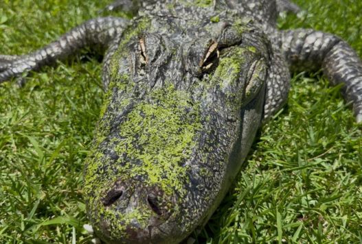 American Alligator laying on green lush grass, covered in green moss and eyes half closed