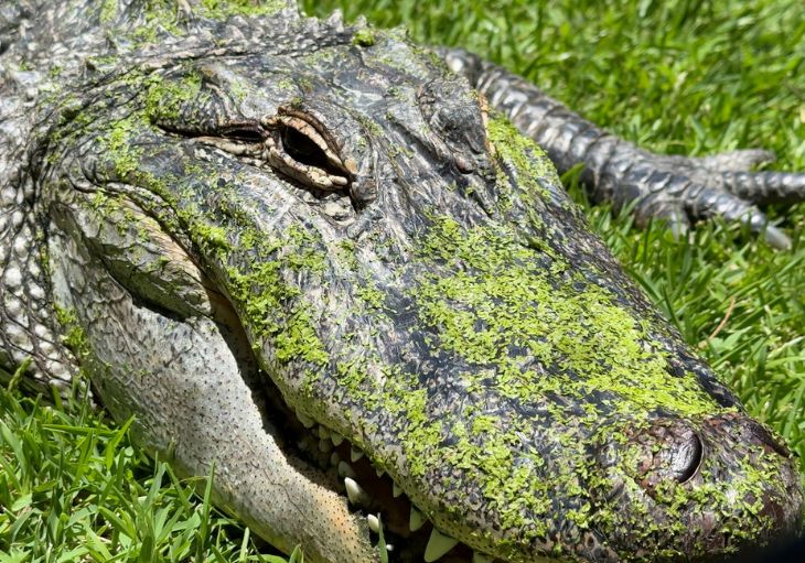 Close-up of an American Alligator laying on green grass with its head and snout covered in green moss