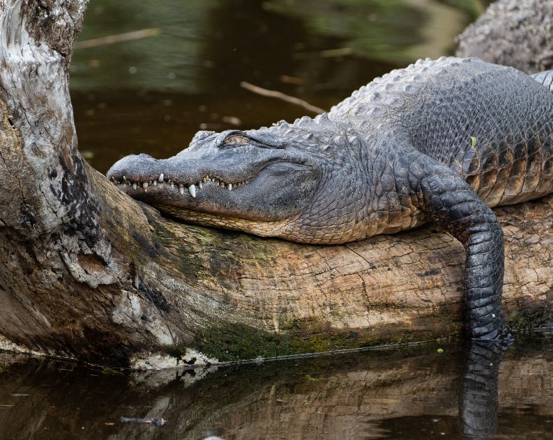 American Alligator snoozing on a wooden log in water