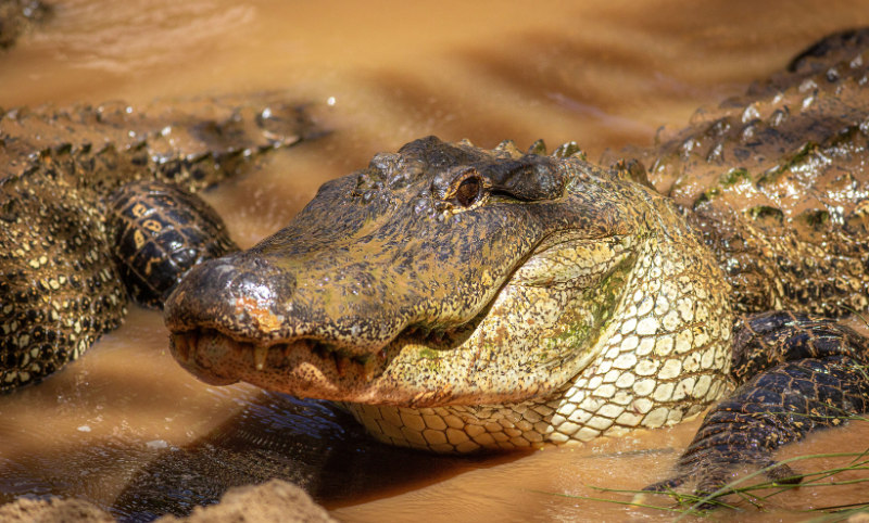 American Alligators chilling in brown water