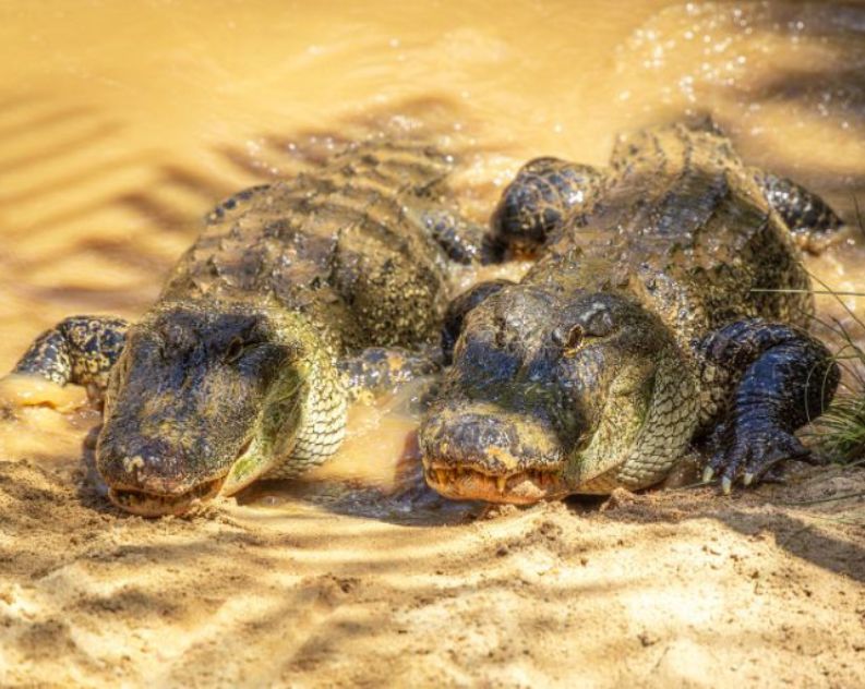 Two American Alligators walking out of water onto sand