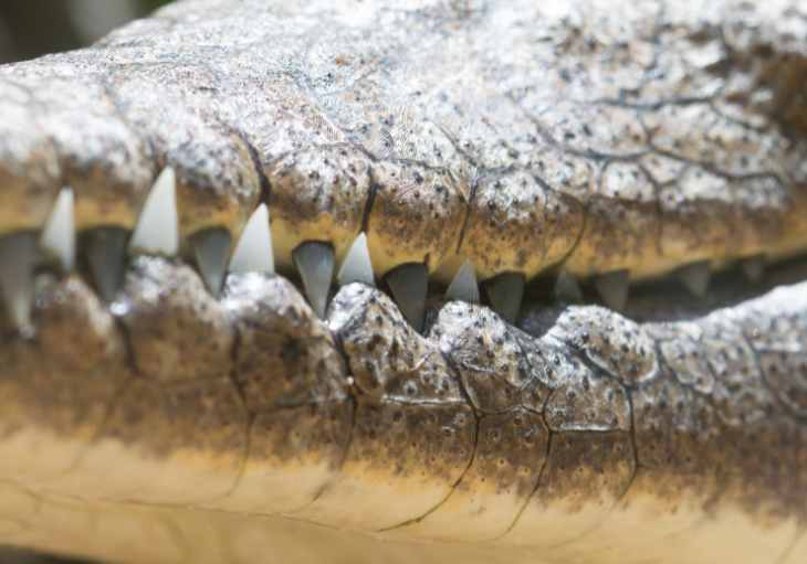 Close up of a crocodile's sharp teeth sticking and leathery snout