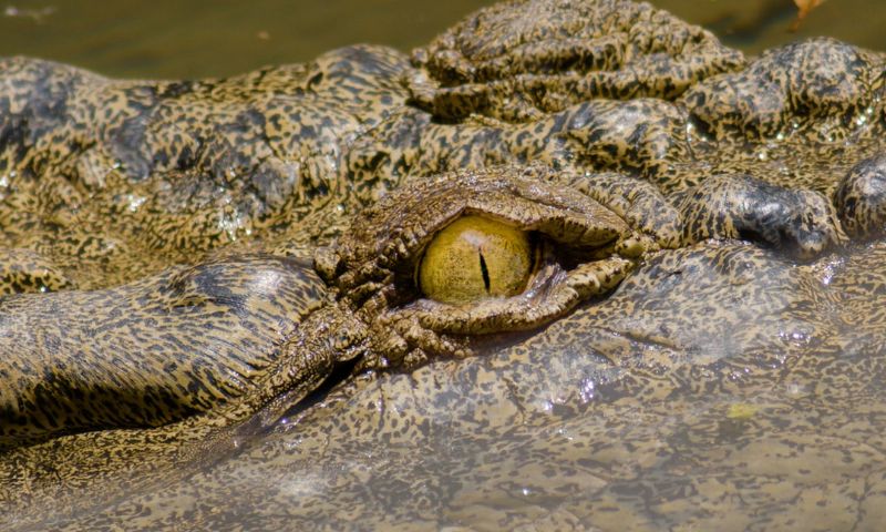 Close up shot of a crocodile's eye; it's leathery skin is visible in a lot of detail