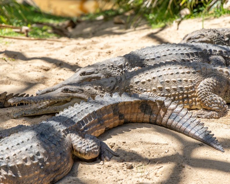 A group of five Freshwater Crocodiles chilling on sand, enjoying sunshine