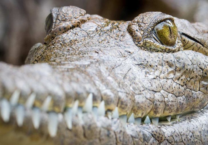 Close-up of a Freshwater Crocodile with its leathery grey tan skin, bright yellow eyes and sharp but small teeth