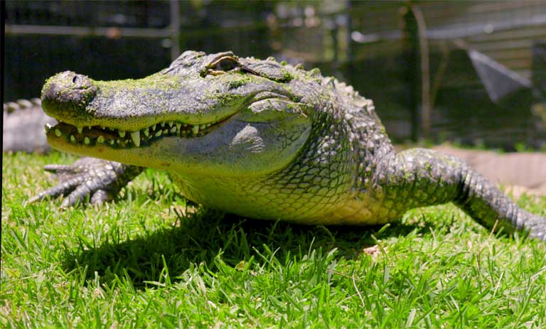 An American Alligator Lays Out in the Sun