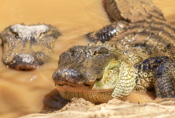 American Alligator emerging from water walking onto sand. A second American Alligator's head is emerging from the water next to it