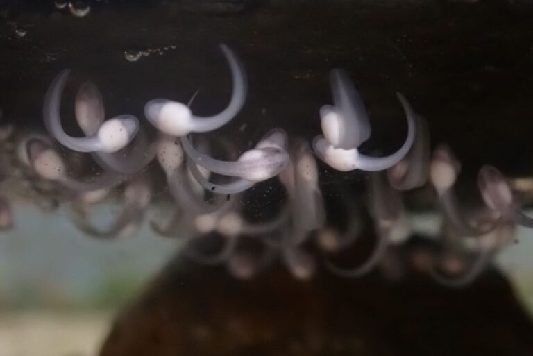A group of tadpoles mingled together underneath a dark rock