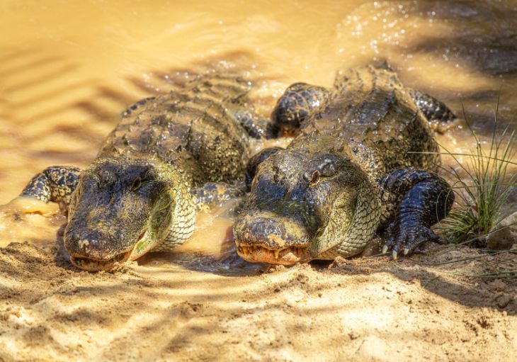 Two American Alligators chilling next to each other half in water half on sand, enjoying sunshine
