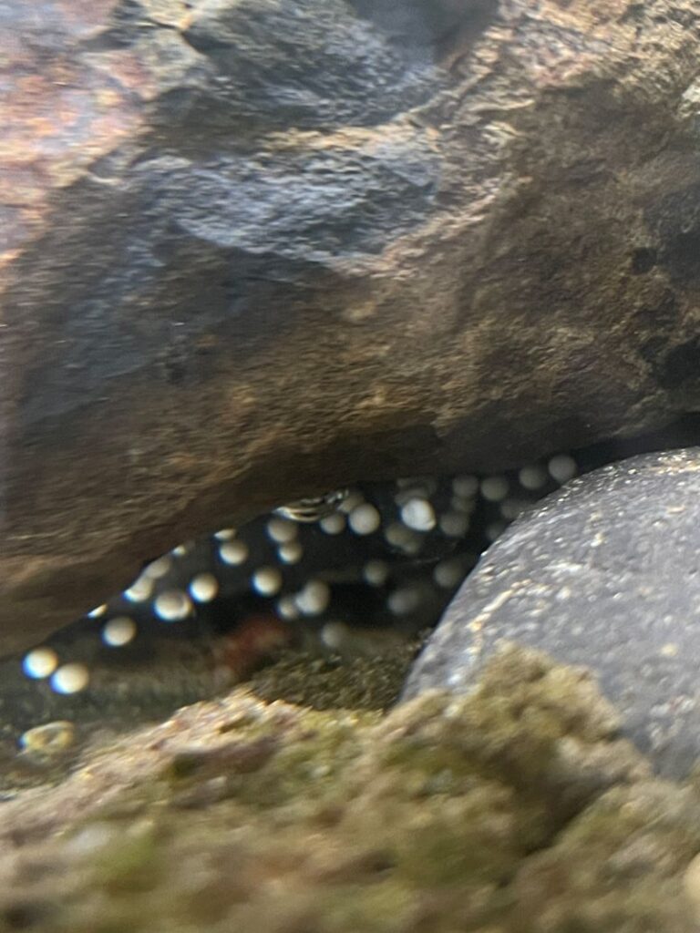 A clutch of small white round frog eggs nestled within rocks underwater.