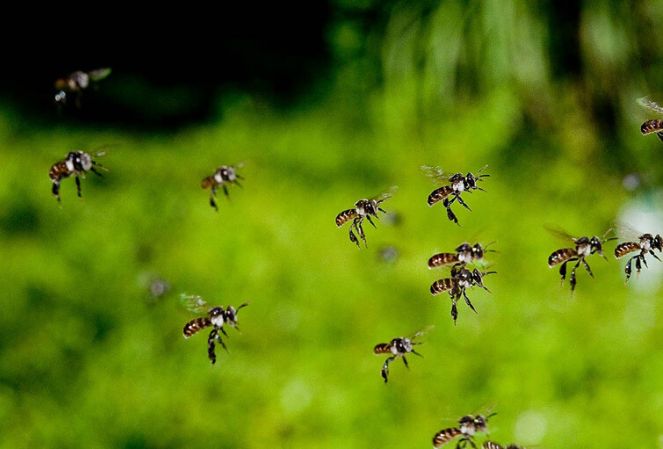 Many small, dark-and-light-colored bees in flight against a blurred green background.