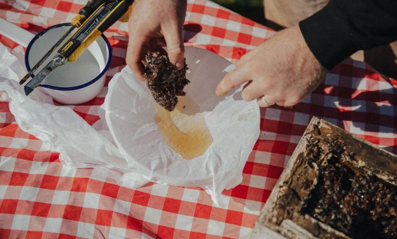 A person holding a gooey honeycomb over a white plate on a table covered with a red and white checked table cloth. A bee hive is sitting on the table next to the plate.