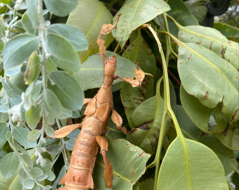 A close up of a brown stick insect nestled amongst lush green gum leaves