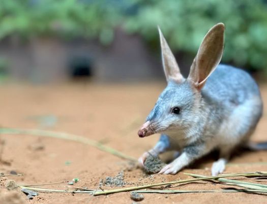 A tiny Greater Bilby with huge ears, holding onto a piece of dirt on sandy grounds with green plants in the background