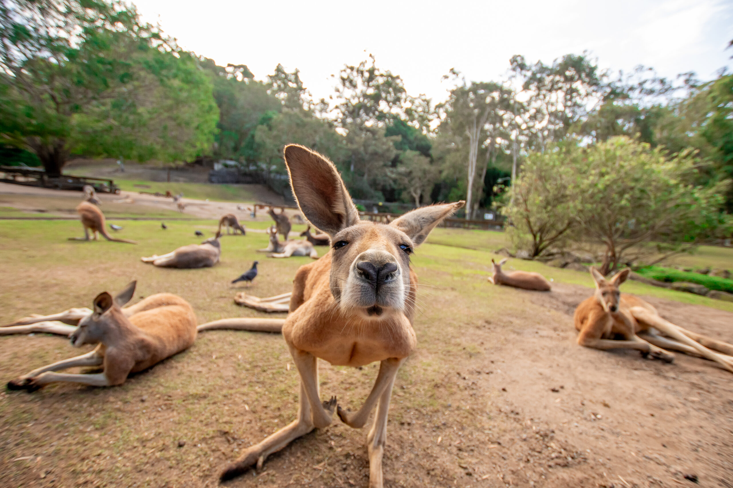 Native Australian Animals