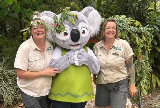Person in a life size Koala costume in the middle of two female wildlife keepers all smiling