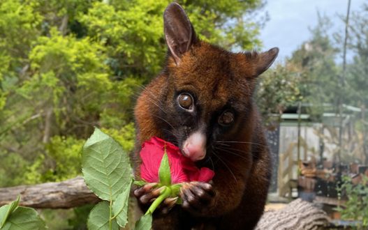 A brown possum holding and nibbling on a pink rose. In the background are large green trees