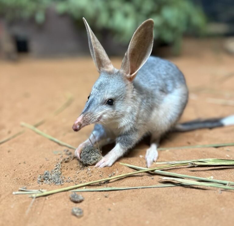 Tiny Greater Bilby Joey with big ears in Habitat holding onto grass