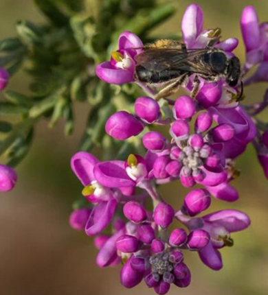 A small bee sitting on a vibrant purple flower