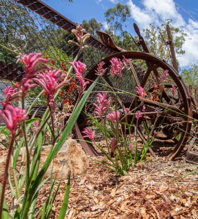 A rustic garden bed filled with pink and orange kangaroo paw flowers, wooden chips, natural rocks and rustic deco