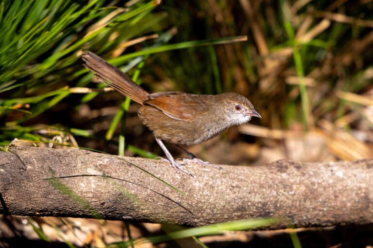 Close up of Eastern Bristlebird perched on a branch
