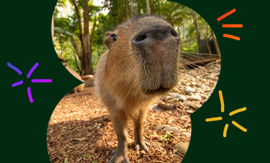 An image of a Capybara closeup, its snout nearly poking the camera framed by a dark green background with colourful accent dashes