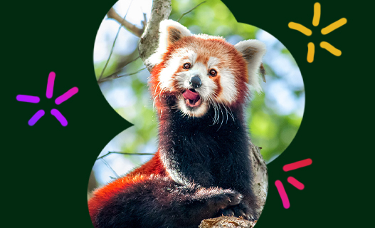 A graphic of a red panda licking its lips sitting on a tree, framed by a dark green background with colourful accent dashes