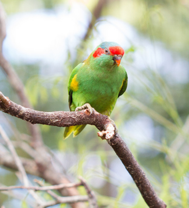 Green, red and yellow bird perched on a tree branch