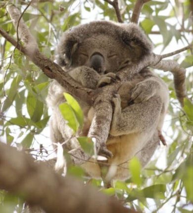 A sleeping Koala high up in a tree, holding tight a joey