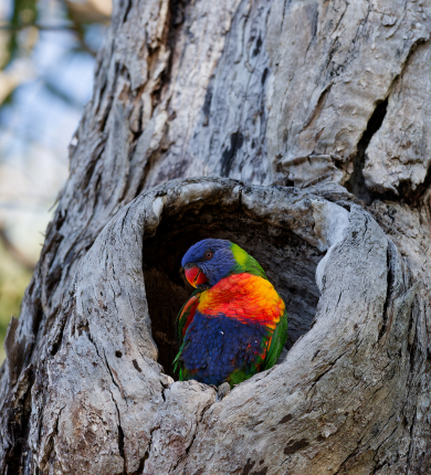 A colourful rainbow lorikeet bird sitting in a tree hollow