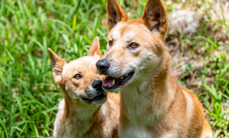 Two dingoes with golden coats sitting close to each other on green grass. One is looking fondly at the other
