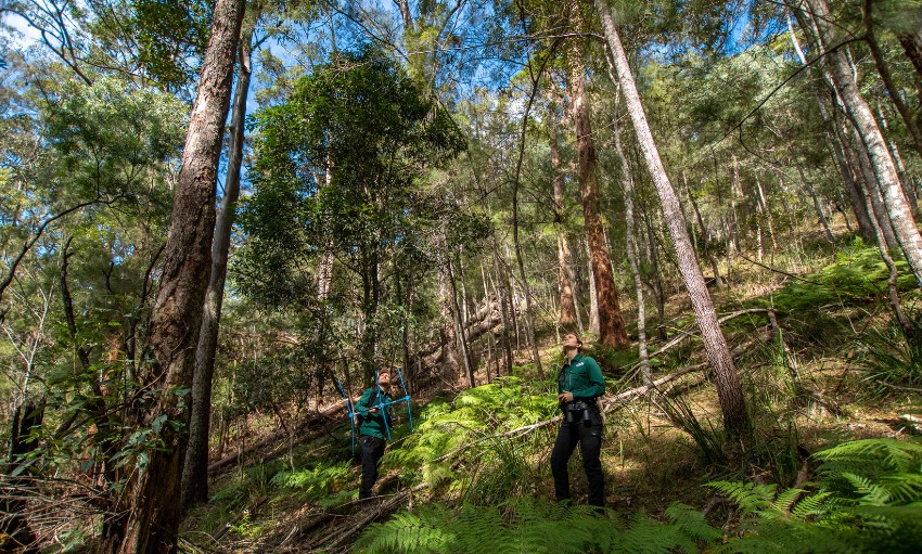 Two people in matching outdoor clothing and boots, looking up to the sky in a dense forest with tall trees and grounds overgrown with fluro green ferns