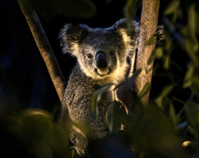 Koala close-up sitting in tree fork at night