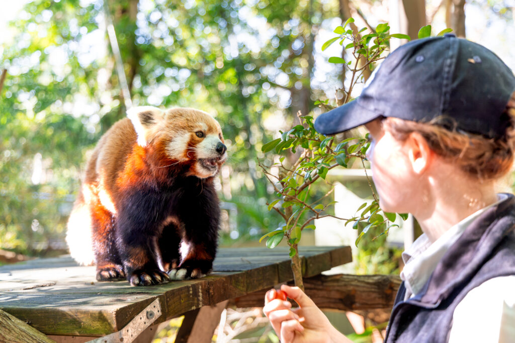 Red Panda Shardul
