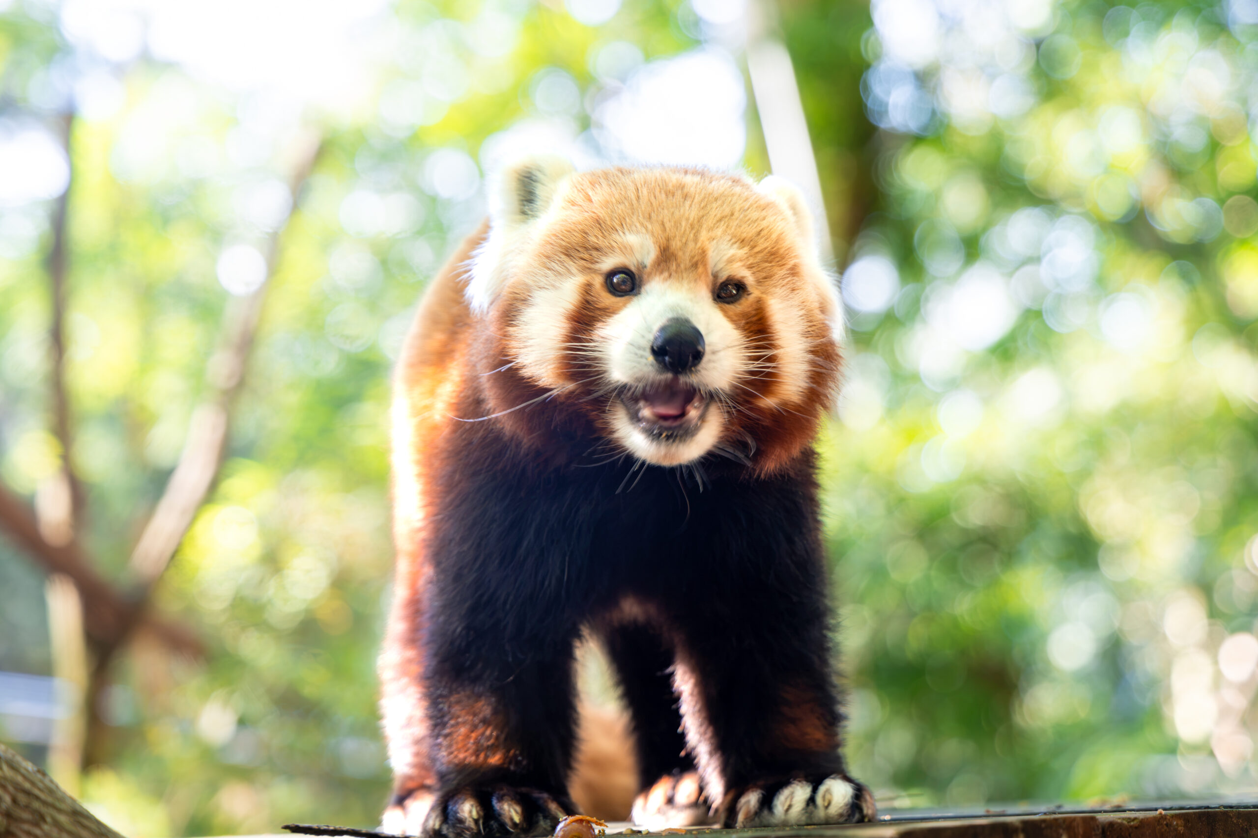 Red Panda Shardul