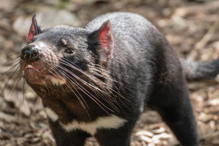 Fun Tasmanian Devil Facts for Kids