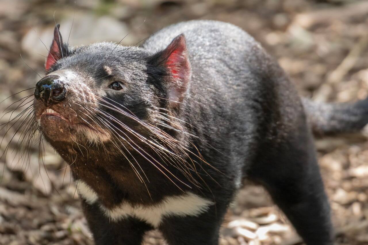 Fun Tasmanian Devil Facts for Kids