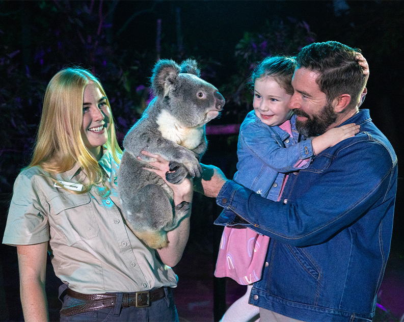 Dad holding a very happy daughter patting a big Koala held by a wildlife keeper. It is night time and the Koala is looking inquisitively at the dad, his girl is smiling with joy