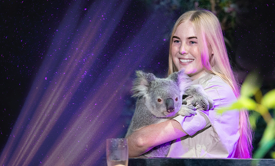 A Koala held by a blonde female wildlife keeper wearing a light beige t shirt. It is dark around them with purple sparkling beam lights illuminating the dark night sky