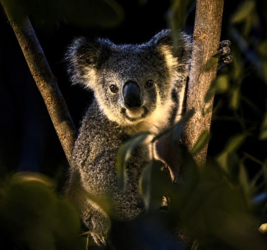 Koala close-up sitting in tree fork at night