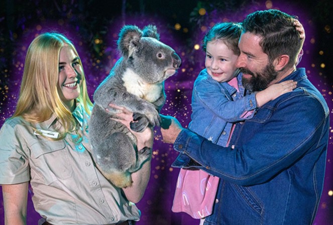 Dad holding a very happy daughter patting a big Koala held by a wildlife keeper. It is night time and the Koala is looking inquisitively at the dad, his girl is smiling with joy