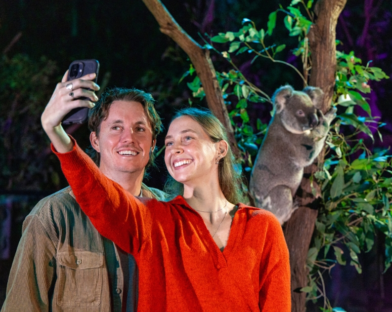 Young couple taking selfie at night in front of Koala sitting in low laying tree fork