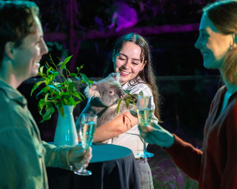 Koala held by wildlife keeper at night next to couple cheering with prosecco