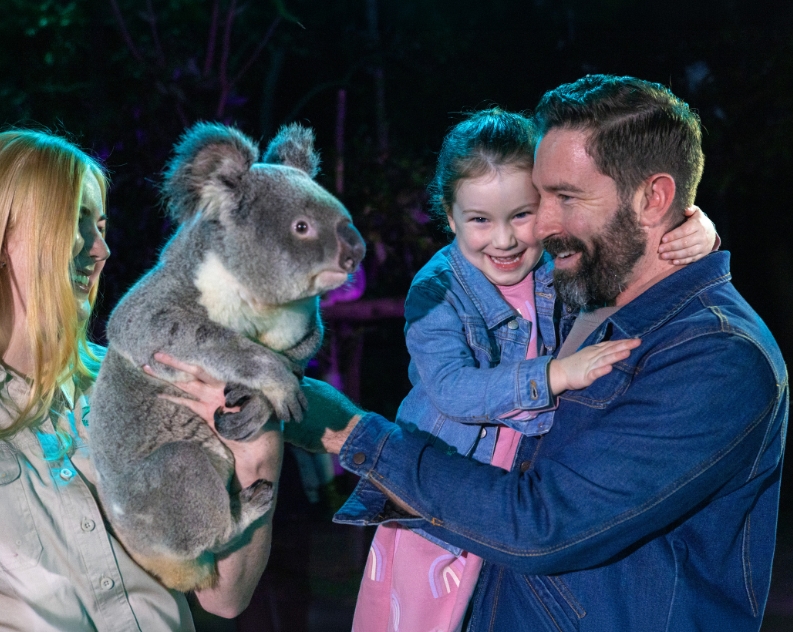 Dad holding a very happy daughter patting a big Koala held by a wildlife keeper. It is night time and the Koala is looking inquisitively at the dad, his girl is smiling with joy